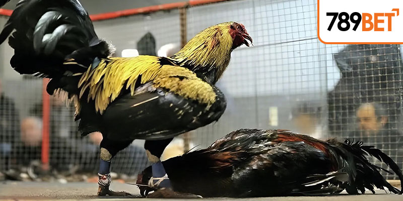 Những lưu ý khi chơi chọi kê Peru